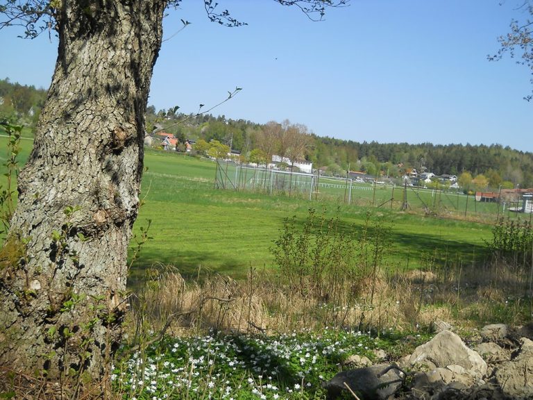 Isadoras memorial tree